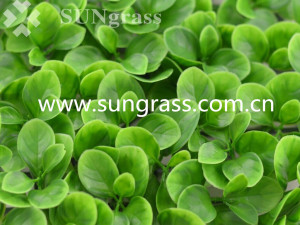 Decrative Artificial Wall Grass for Indoor and Outdoor Decoration (SUNW-MZ00043)